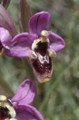 Ophrys x composita, 08 mai 2001 Erro (Navarre)