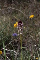 Orchis ustulata, 08 mai 2001 Erro (Navarre)