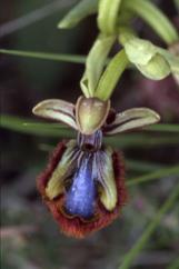 Ophrys ciliata, 06 mai 2001 Erro (Navarre)