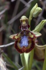 Ophrys ciliata, 06 mai 2001 Erro (Navarre)