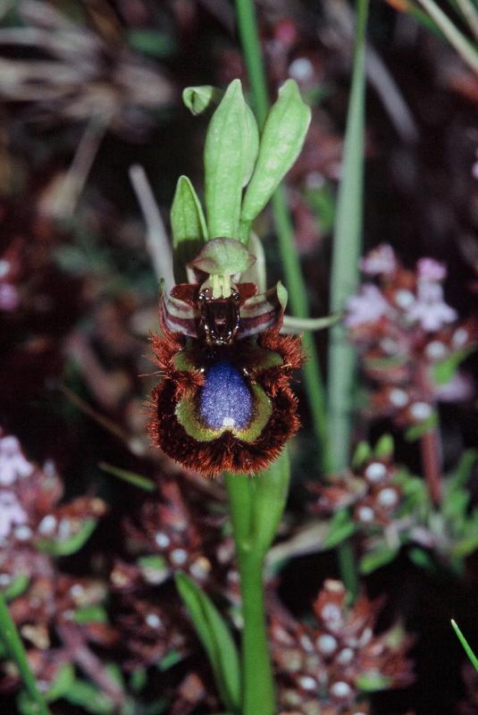 Ophrys ciliata, 06 mai 2001 Erro (Navarre)