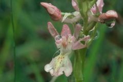 Orchis provincialis, 06 mai 2001 Erro (Navarre)