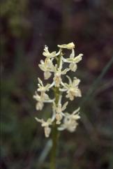 Orchis provincialis, 06 mai 2001 Erro (Navarre)