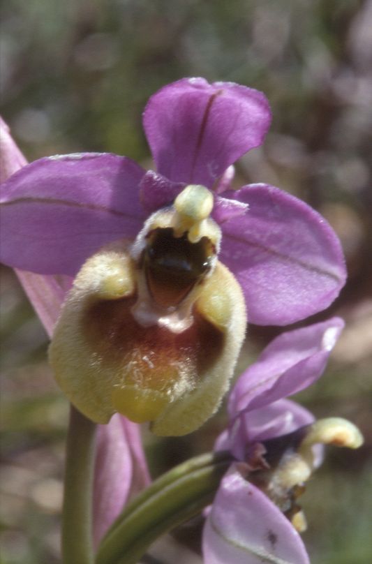 Ophrys tenthredinifera, 08 mai 2001 Erro (Navarre)