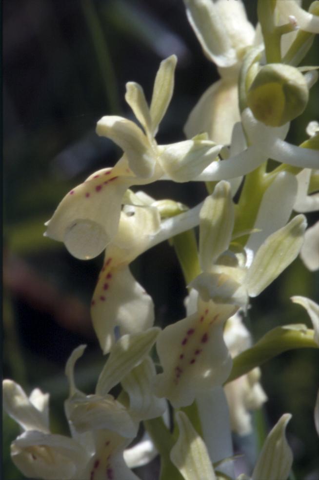 Orchis provincialis, 08 mai 2001 Erro (Navarre)