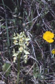 Orchis provincialis, 08 mai 2001 Erro (Navarre)