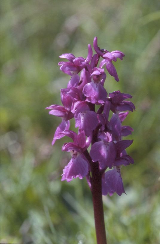 Orchis mascula, 8 mai 2001 Erro (Navarre)