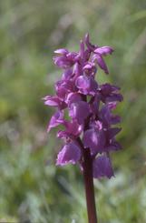 Orchis mascula, 8 mai 2001 Erro (Navarre)