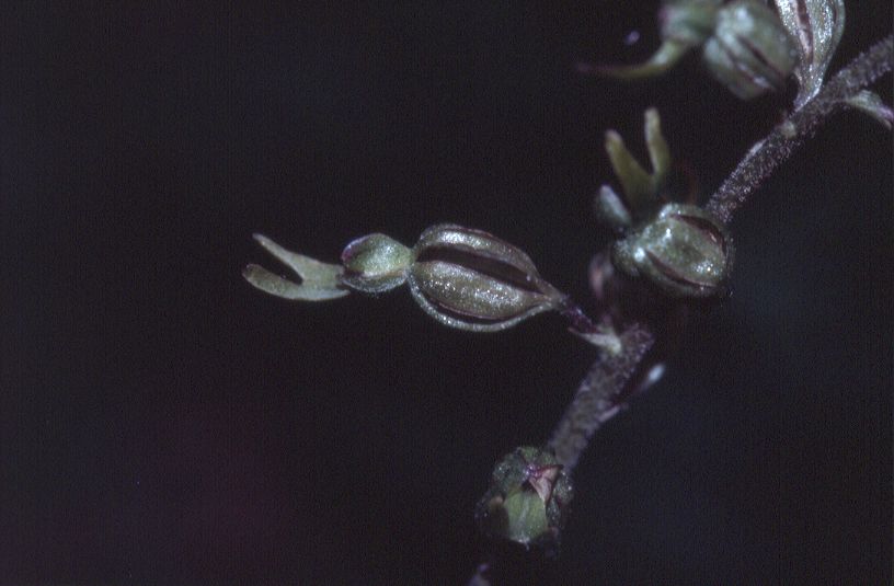 Listera ovata, 30 mai 2001 Geaune-Miramont (40)