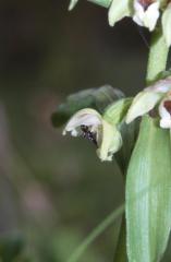 Epipactis helleborine, 26 juin 2001 Causse Mjean (48)