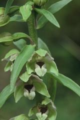 Epipactis helleborine, 26 juin 2001 Causse Mjean (48)