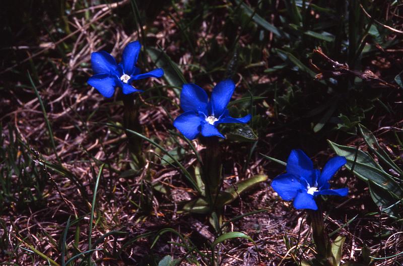 Gentiana verna, 24 juin 2001 Bielsa