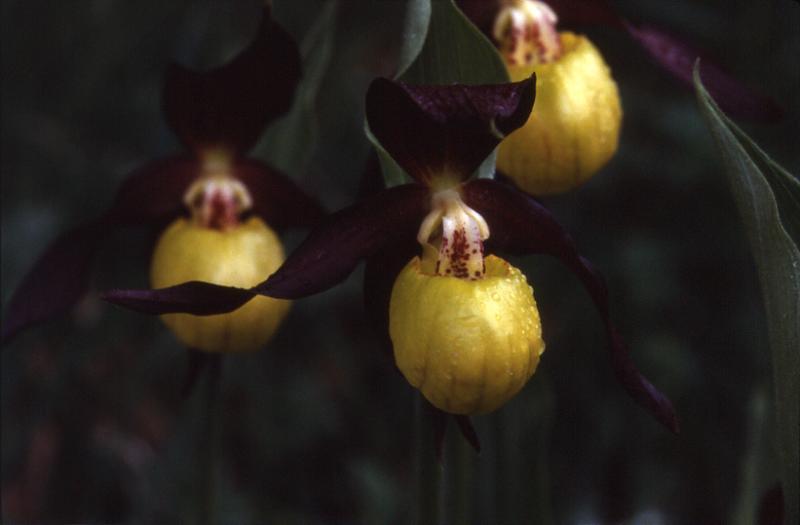 Cypripedium calceolus, 10 juin 2001 Formigal (Aragon)