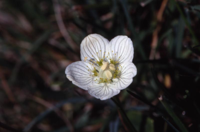 Parnassia palustris, 2 septembre 2001, Sources du Bitet (64)