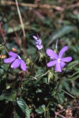 Viola cornuta, 2 septembre 2001, Sources du Bitet (64)