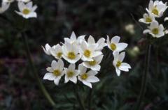 Anemone narcissiflora, 8 juillet 2001, Artouste (64)