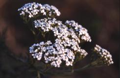 Achillea millefolium, 2 dcembre 2001, Croix de Buzy (64)