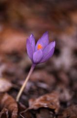 Crocus nudiflorus, 2 dcembre 2001, Croix de Buzy (64)