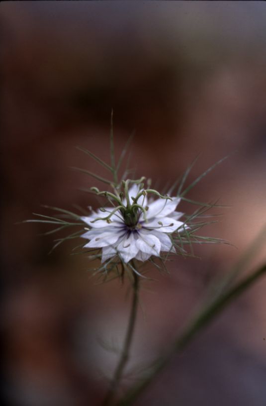 Nigella damascena, 