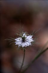 Nigella damascena, 