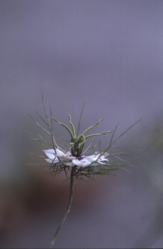 Nigella damascena, 