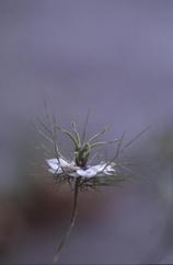 Nigella damascena, 