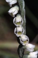 Spiranthes spiralis, 26 septembre 2001, Geaune (40)