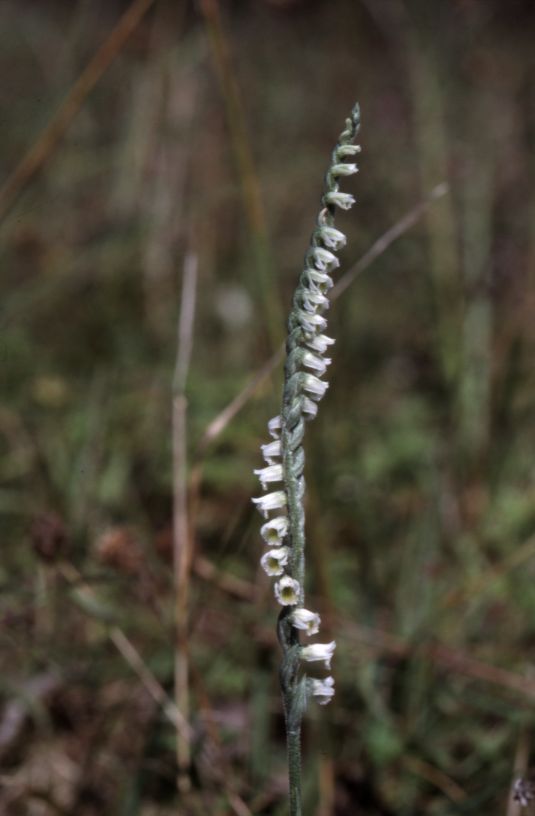 Spiranthes spiralis, 26 septembre 2001, Geaune (40)