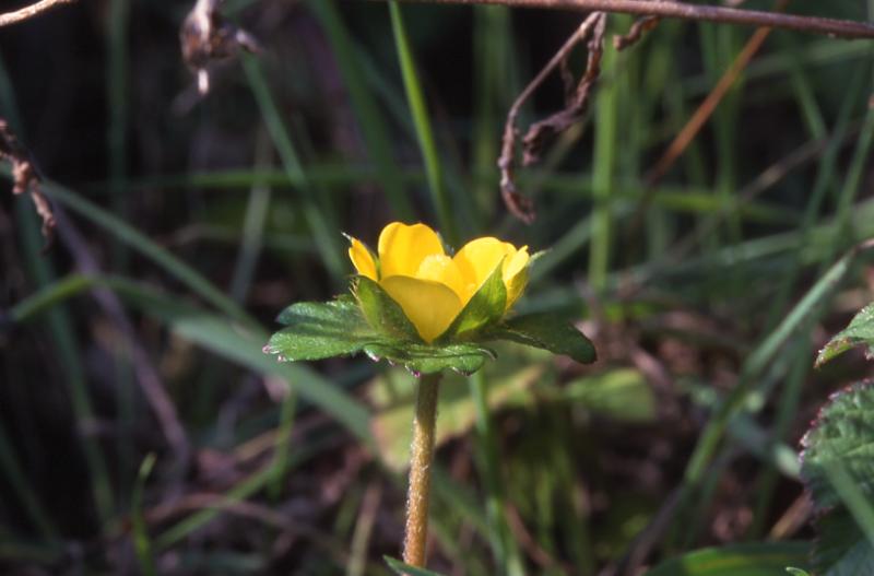 Duchesnea indica, 03 mars 2002, Hendaye (Abadia) (64)