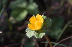 Duchesnea indica, 03 mars 2002, Hendaye (Abadia) (64)