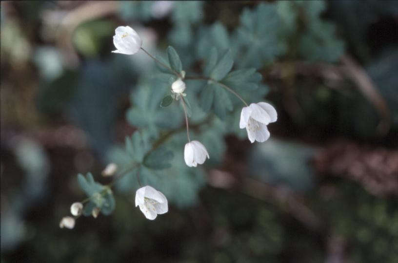 Isopyrum thalictroides, 25 mars 2002, Holzarte (64)