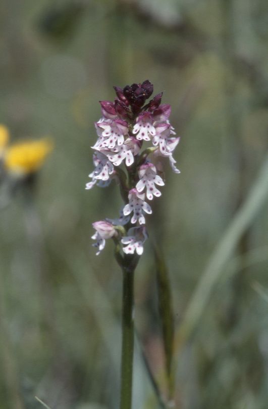 Orchis ustulata, 21 avril 2002 Bellegarde (32)