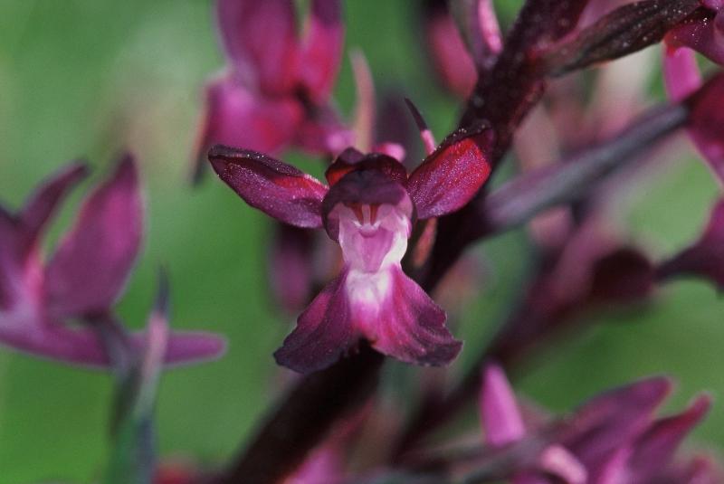 Orchis laxiflora, 21 avril 2002 Bellegarde (32)