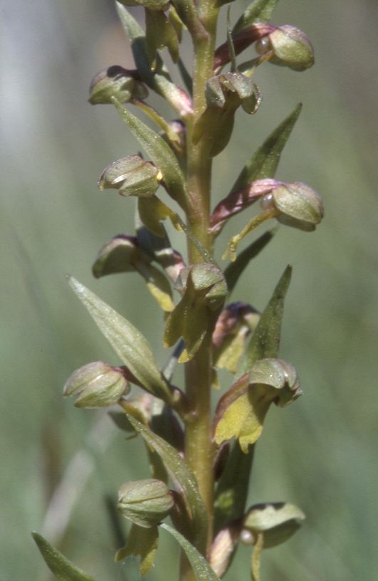 Coeloglossum  viride, 21 avril 2002 Masseube (32)