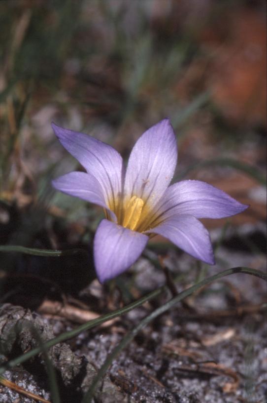 Ipheion uniflorum, Morcenx (40)