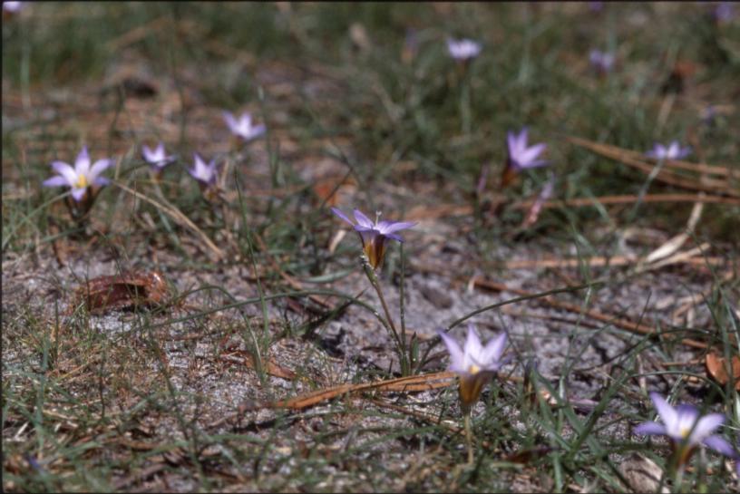 Ipheion uniflorum, Morcenx (40)