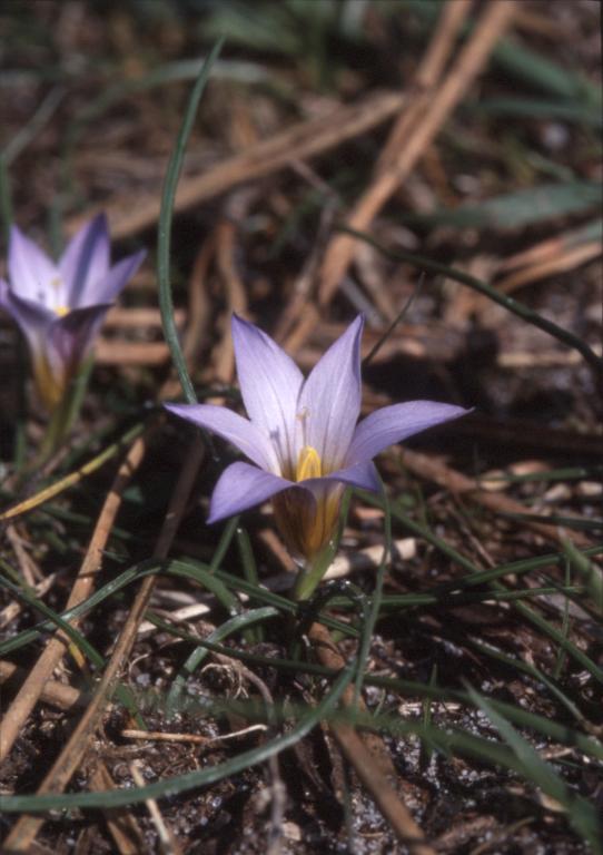 Ipheion uniflorum, Morcenx (40)