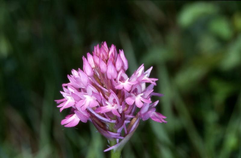 Anacamptis pyramidalis, 28 avril 2002 Auros (33)