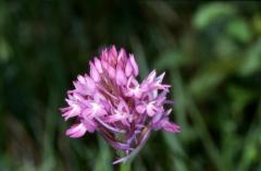 Anacamptis pyramidalis, 28 avril 2002 Auros (33)