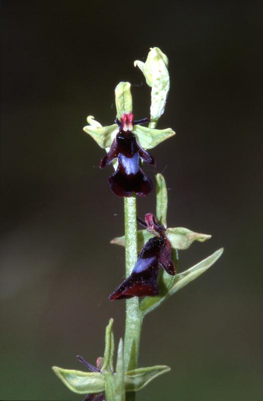 Ophrys insectifera, 28 avril 2002 Auros (33)