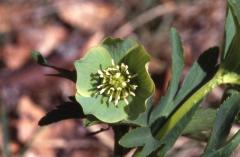 Helleborus viridis, 24 avril 2002, Bious Artigues (64)