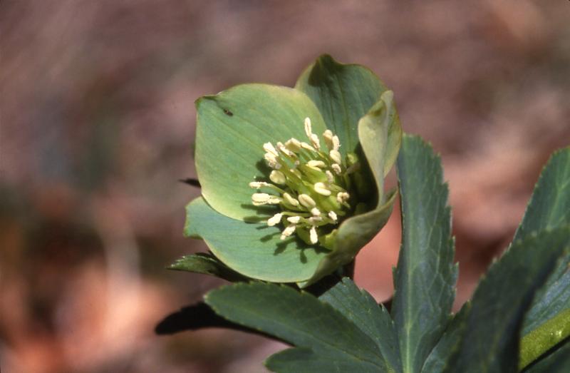 Helleborus viridis, 24 avril 2002, Bious Artigues (64)