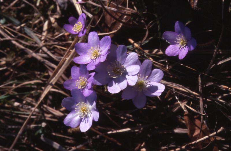 Hepatica nobilis, 24 avril 2002 Bious Artigues (64)