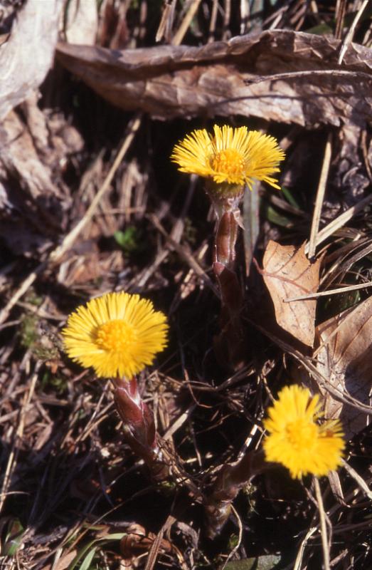 Tussilago farfara, 24 avril 2002, Bious Artigues (64)