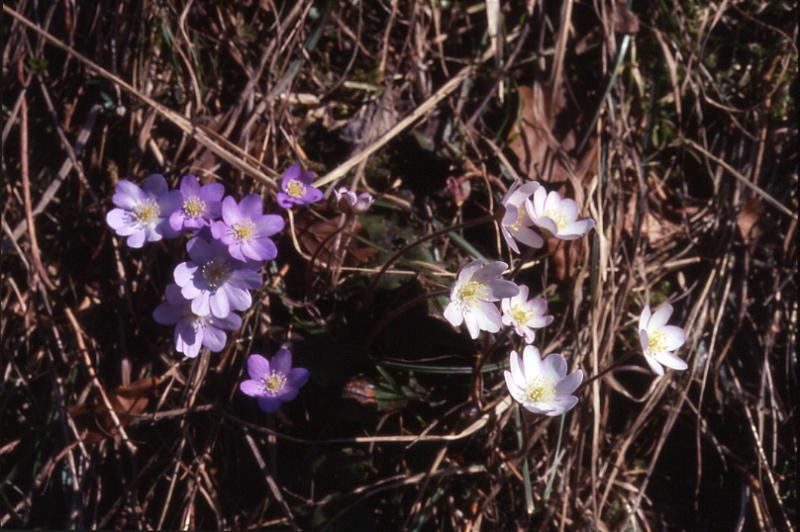 Hepatica nobilis, 24 avril 2002 Bious Artigues (64)