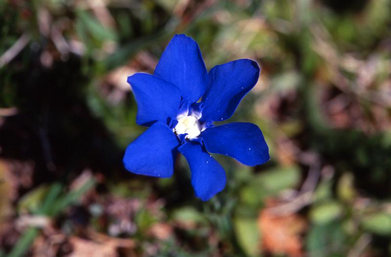 Gentiana verna, 24 avril 2002 Bious Artigues (64)