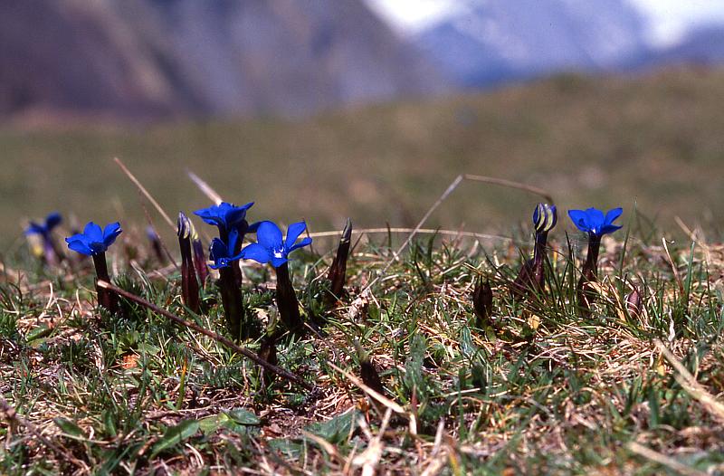 Gentiana verna, 24 avril 2002 Bious Artigues (64)