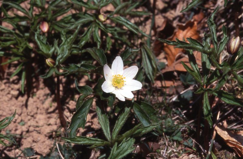 Anemone nemorosa, 24 avril 2002 Bious Artigues (64)