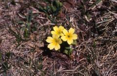 Primula vulgaris, 24 avril 2002, Bious Artigues (64)