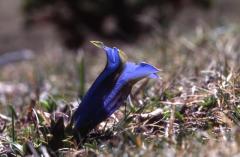 Gentiana acaulis, 24 avril 2002 Bious Artigues (64)